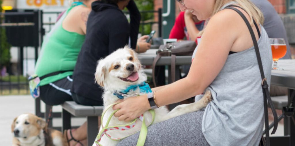Dog-Friendly Brewery in Cleveland | Terrestrial Brewing Dogs Welcome dog freindly brunch