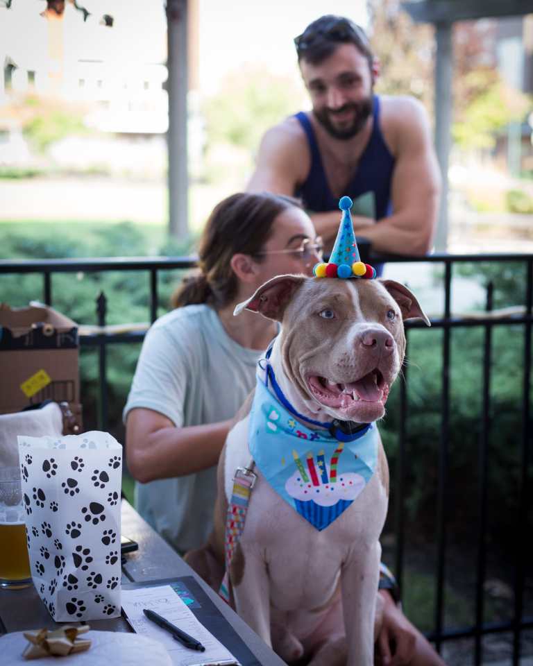 Dog-Friendly Brewery in Cleveland | Terrestrial Brewing Dogs Welcome dog friendly pub terrestrial brewing (13)