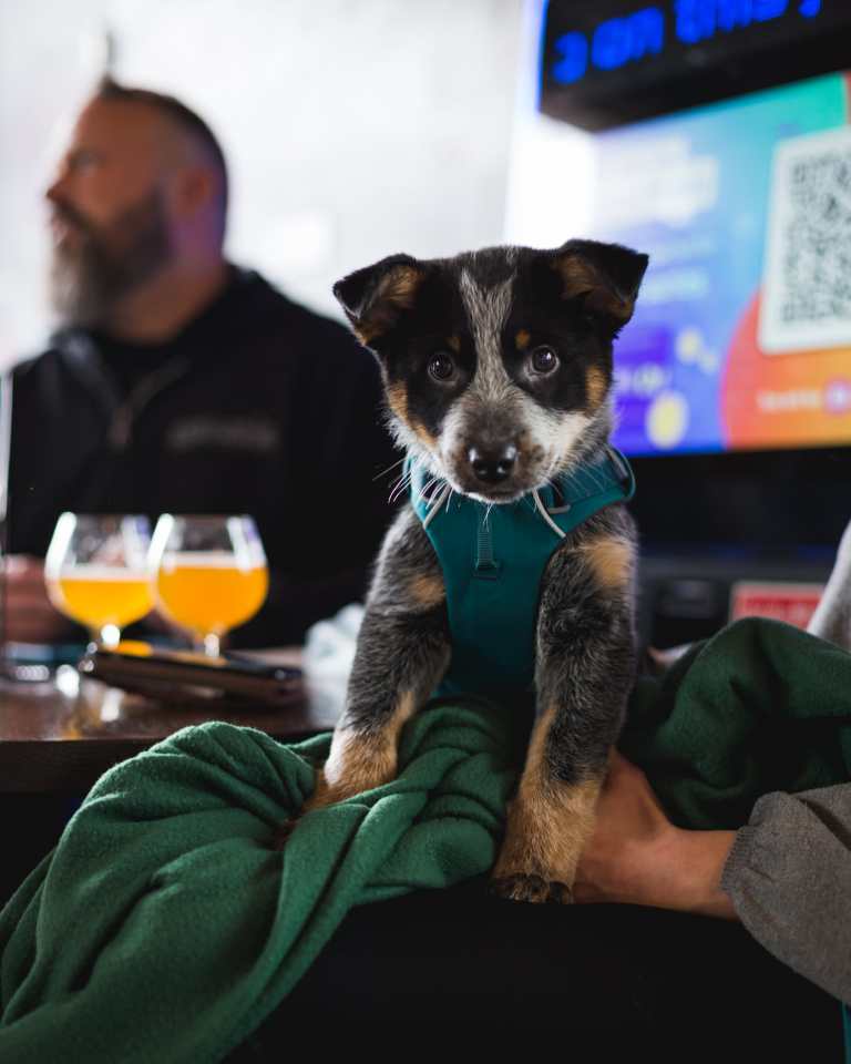Dog-Friendly Brewery in Cleveland | Terrestrial Brewing Dogs Welcome dog friendly pub terrestrial brewing (42)