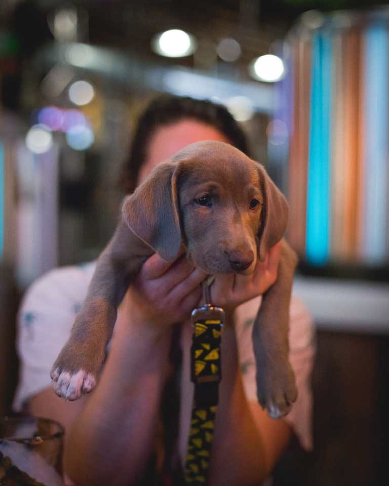 Dog-Friendly Brewery in Cleveland | Terrestrial Brewing Dogs Welcome dog friendly pub terrestrial brewing (47)